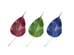 Rotes, grünes und blaues Blatt